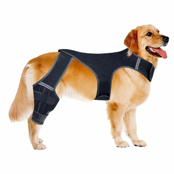 dog wearing rear leg brace support for joint stability and mobility assistance