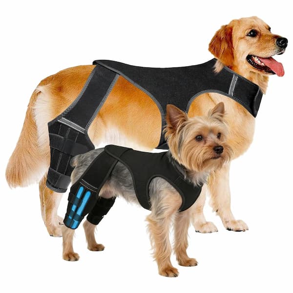 dogs wearing rear leg brace support for joint stability and mobility assistance