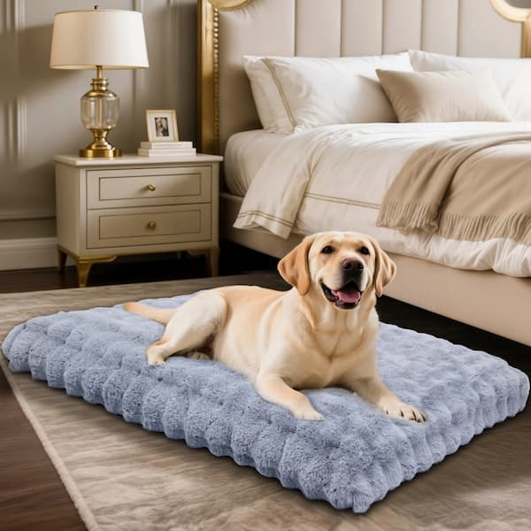 Golden Labrador resting on a light blue thick plush orthopedic dog bed.