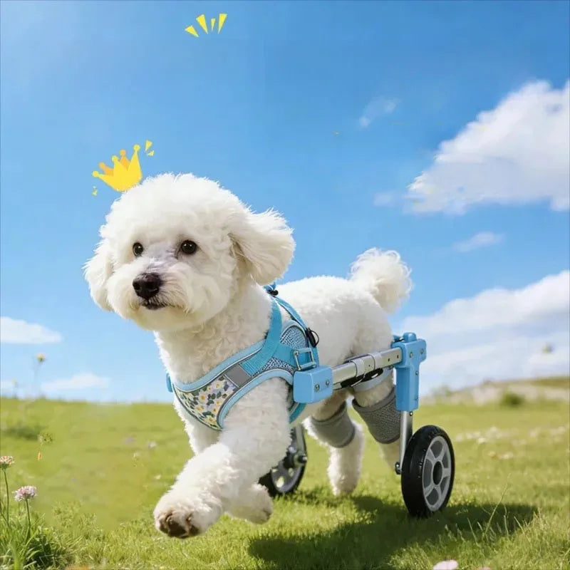 Small white dog using a blue pet wheelchair on a grassy field with a blue sky.