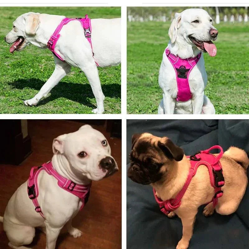 Reflective adjustable pet harness on various dog breeds outdoors.