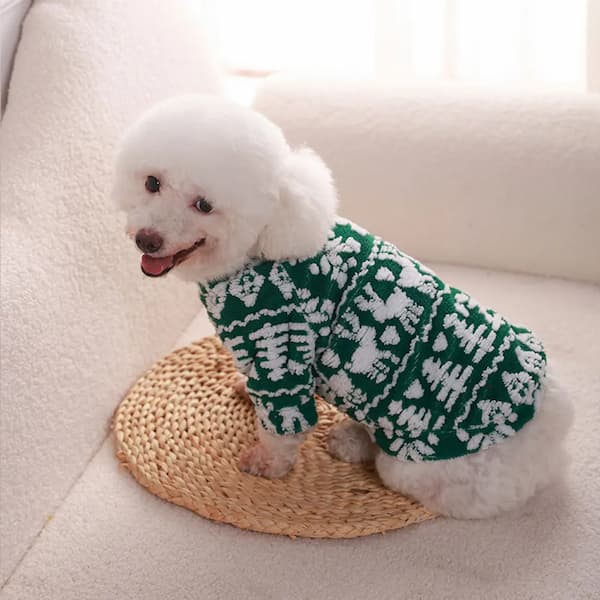 White dog wearing a green and white patterned sweater on a light-colored couch.