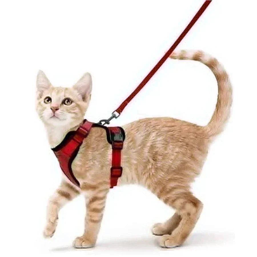 Durable cat leash for secure outdoor adventures.