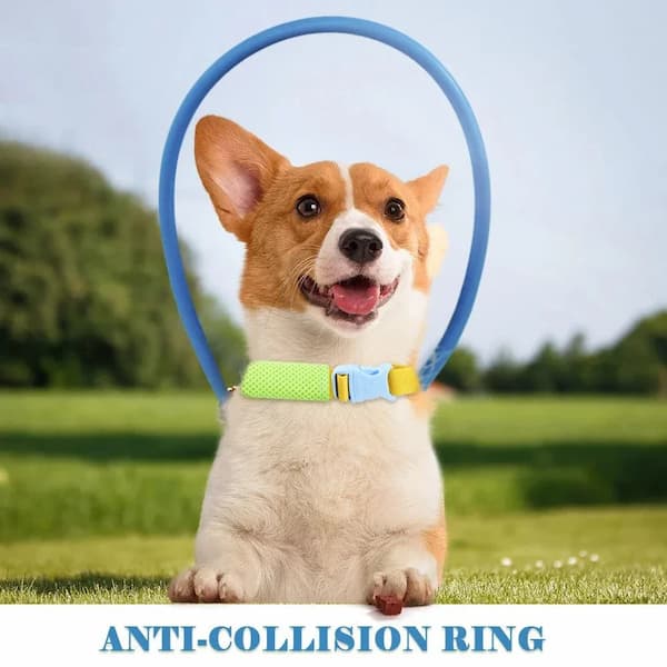 blind dog anti collision collar halo harness