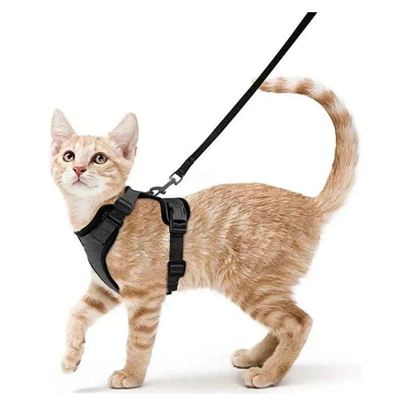 Stylish and practical cat harness for hiking or training