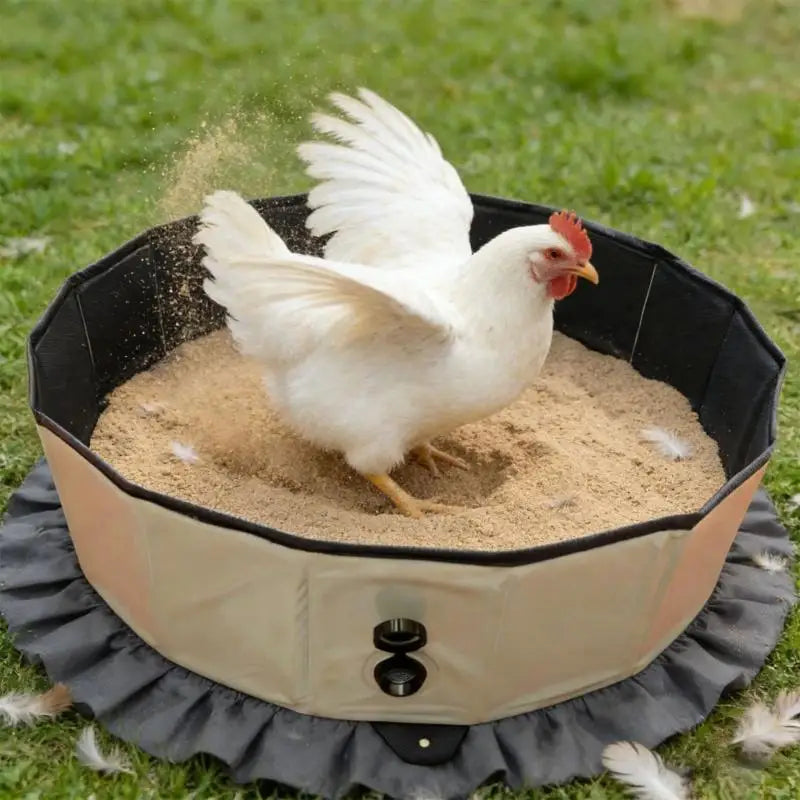 White chicken in a sand bath on a grassy field