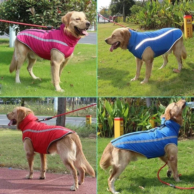 Large dog wearing waterproof padded jacket with reflective design for winter safety.