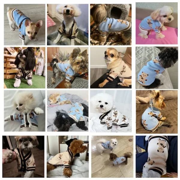 Collage of small dogs wearing various outfits in different settings.