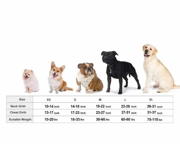 Dog size chart with various dog breeds and measurements on a white background