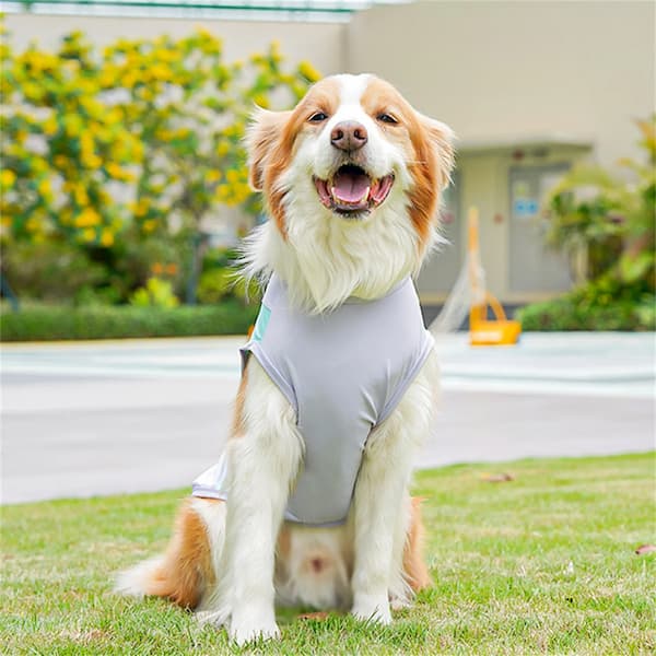 Dog wearing a gray pet cooling vest outdoors on grass