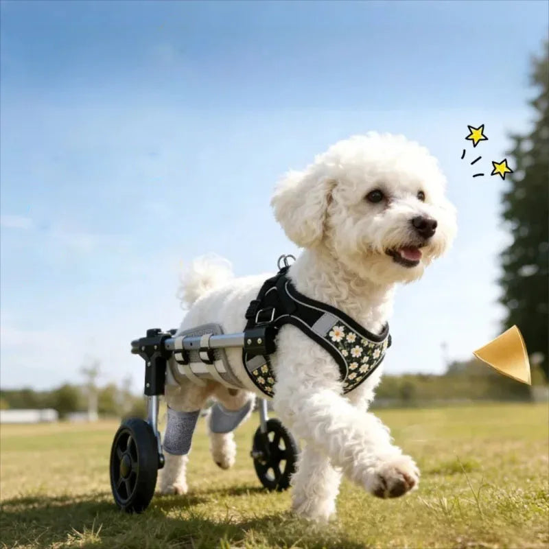 White dog using a wheelchair in a grassy outdoor setting