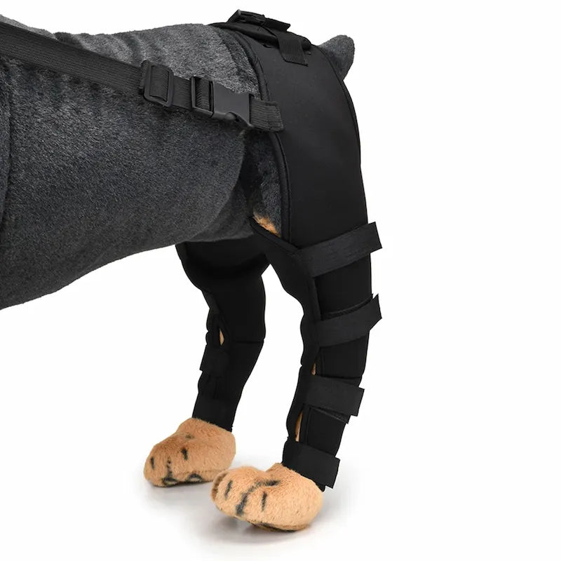 Dog wearing rear leg support brace – black adjustable wrap for mobility and joint comfort

