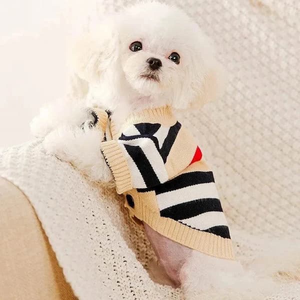 Small white dog wearing a striped sweater on a soft beige background