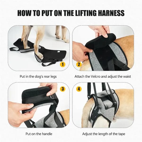 Step-by-step guide on how to put on a lifting harness for a dog.