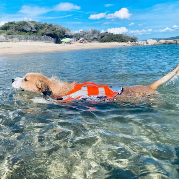 Dog swimming in clear water at a beach with a life jacket on