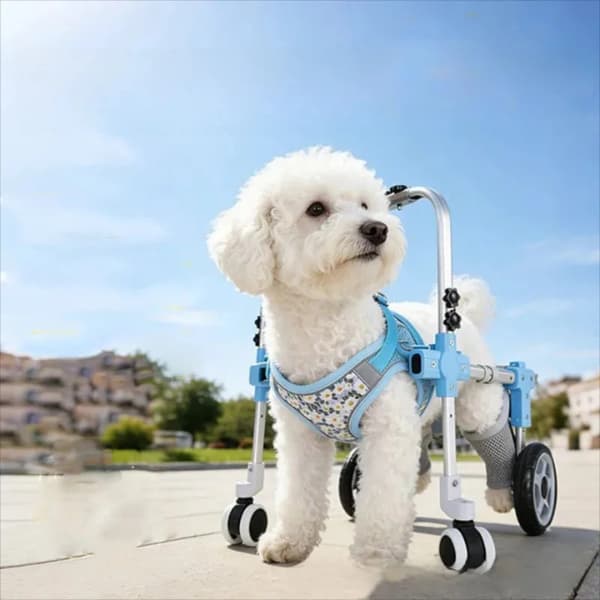 White dog using a blue pet wheelchair on a sunny day.