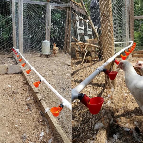 Automatic chicken water cup system installed along PVC pipe inside a backyard chicken coop providing fresh drinking water for poultry