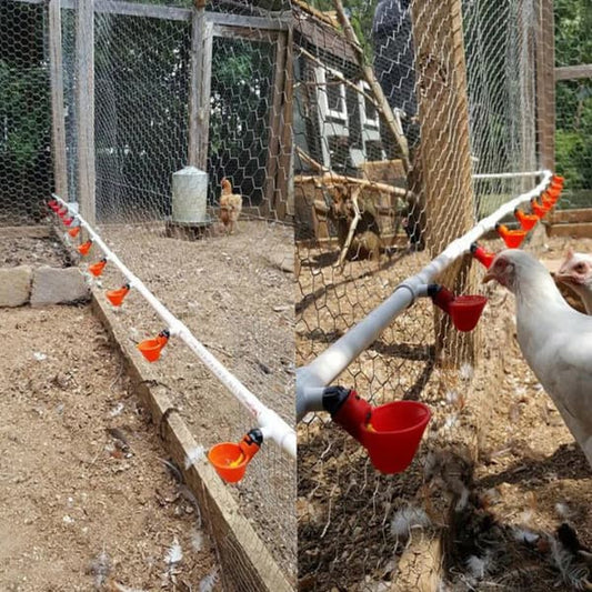Automatic chicken water cup system installed along PVC pipe inside a backyard chicken coop providing fresh drinking water for poultry