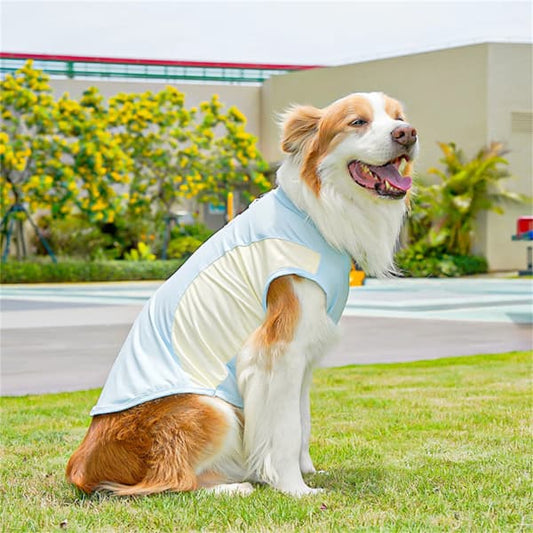 Dog wearing a lightweight ice silk cooling vest designed for comfort during warm summer weather and outdoor walks.
