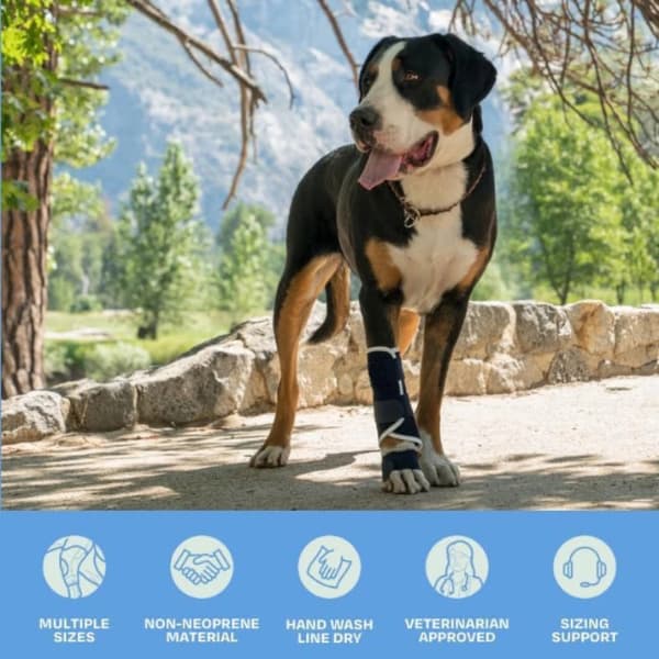dog wearing front leg brace support for injury sprain recovery mobility aid