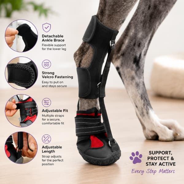 Dog wearing adjustable paw support brace and protective anti-slip shoe for weak or dragging paws