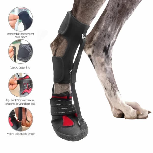 dog wearing paw support shoe brace for dragging paw and mobility support