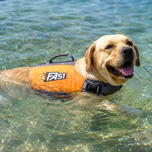 Labrador swimming safely in clear water wearing an orange FAST dog life jacket
