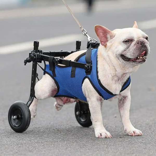 dog wheelchair for back legs mobility support disabled dog adjustable pet wheelchair