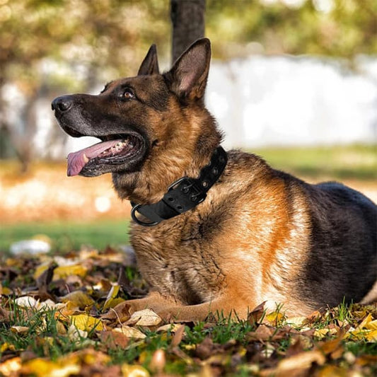 German Shepherd wearing a heavy duty tactical dog collar while relaxing outdoors in a park surrounded by autumn leaves