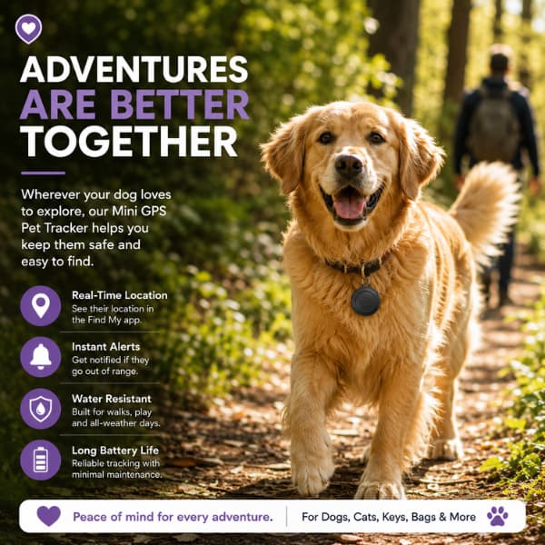 Golden Retriever wearing a Mini GPS Pet Tracker during an outdoor woodland walk, compatible with Apple Find My for real-time location tracking, pet safety and everyday adventures.