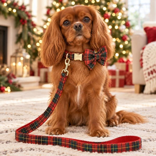 Ruby Cavalier King Charles spaniel wearing a red tartan collar and bow with a personalised gold buckle and matching lead in a Christmas living room.