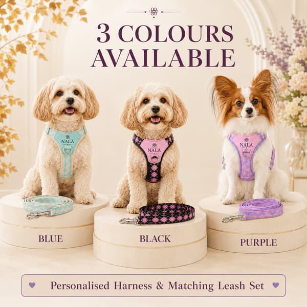 Three small dogs wearing personalised blue, black and purple harnesses with their matching leashes.