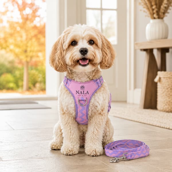 Small cream dog wearing a personalised purple harness beside its matching patterned leash.