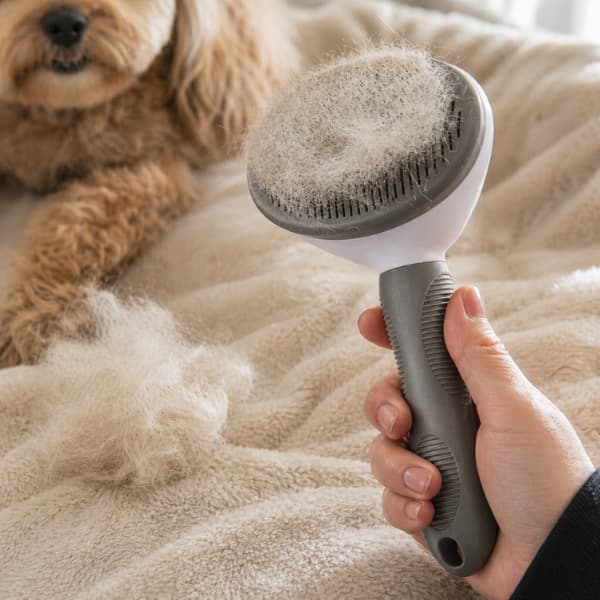 Pet grooming brush removing loose dog hair during shedding on a soft blanket at home