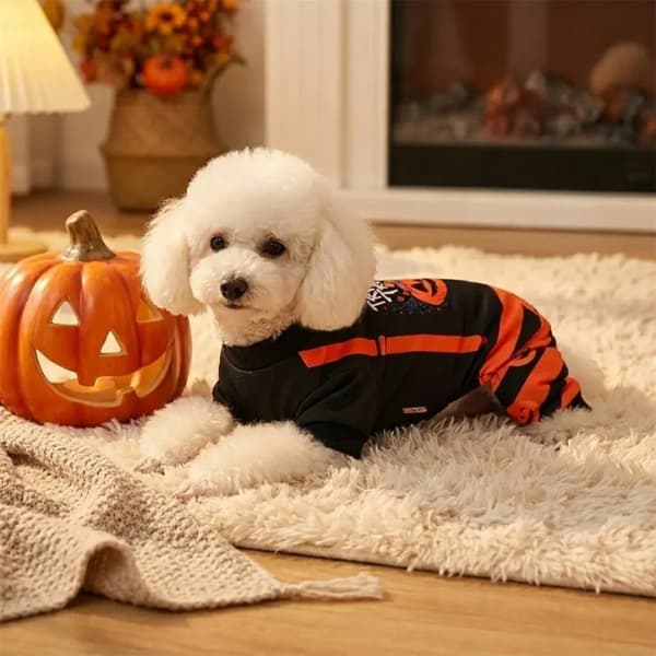 Small white dog wearing black and orange pumpkin Halloween pyjamas