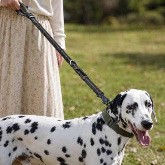 Dalmatian dog wearing a tactical collar and walking on a reflective shock absorbing bungee dog leash in a park